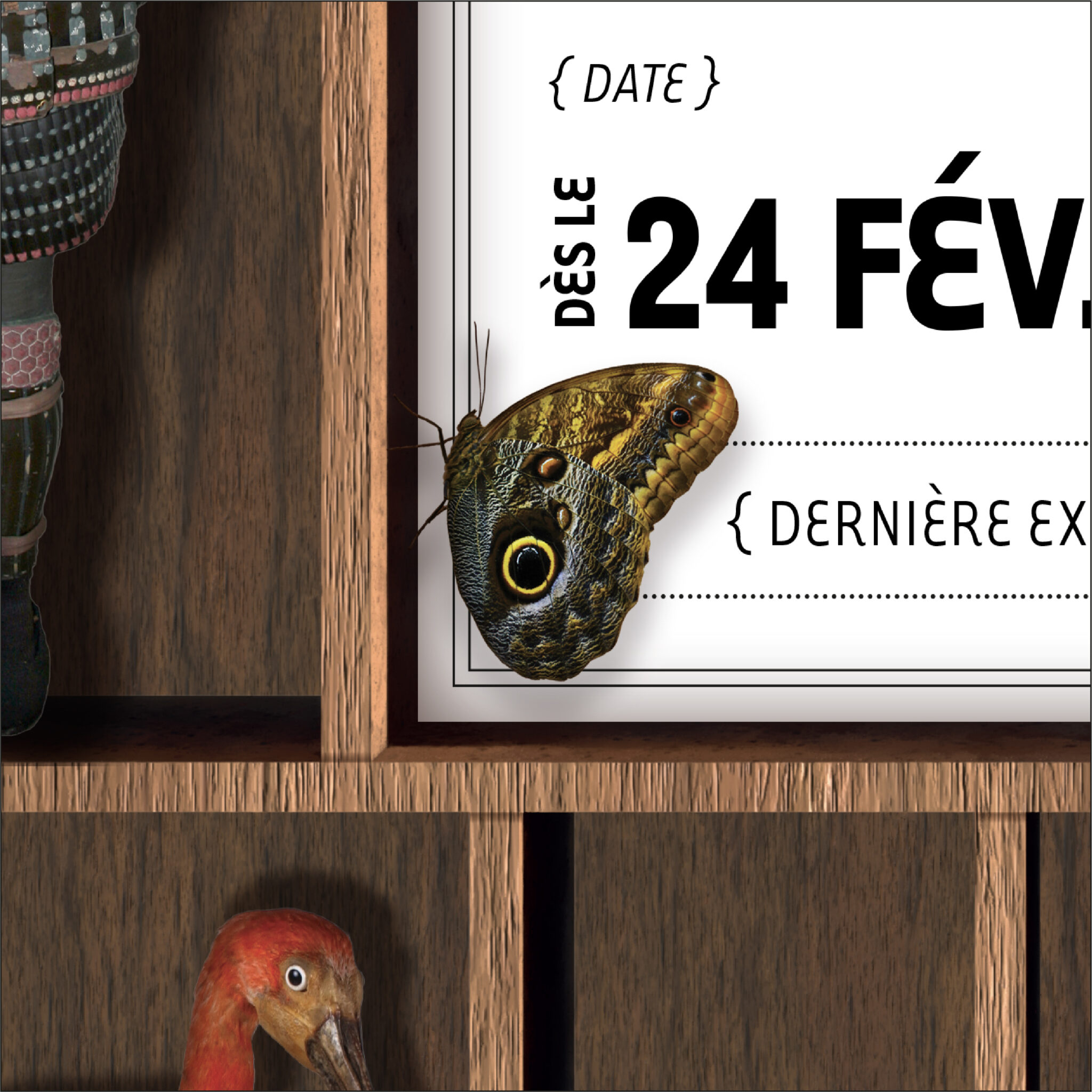 Museum photo papillon détail